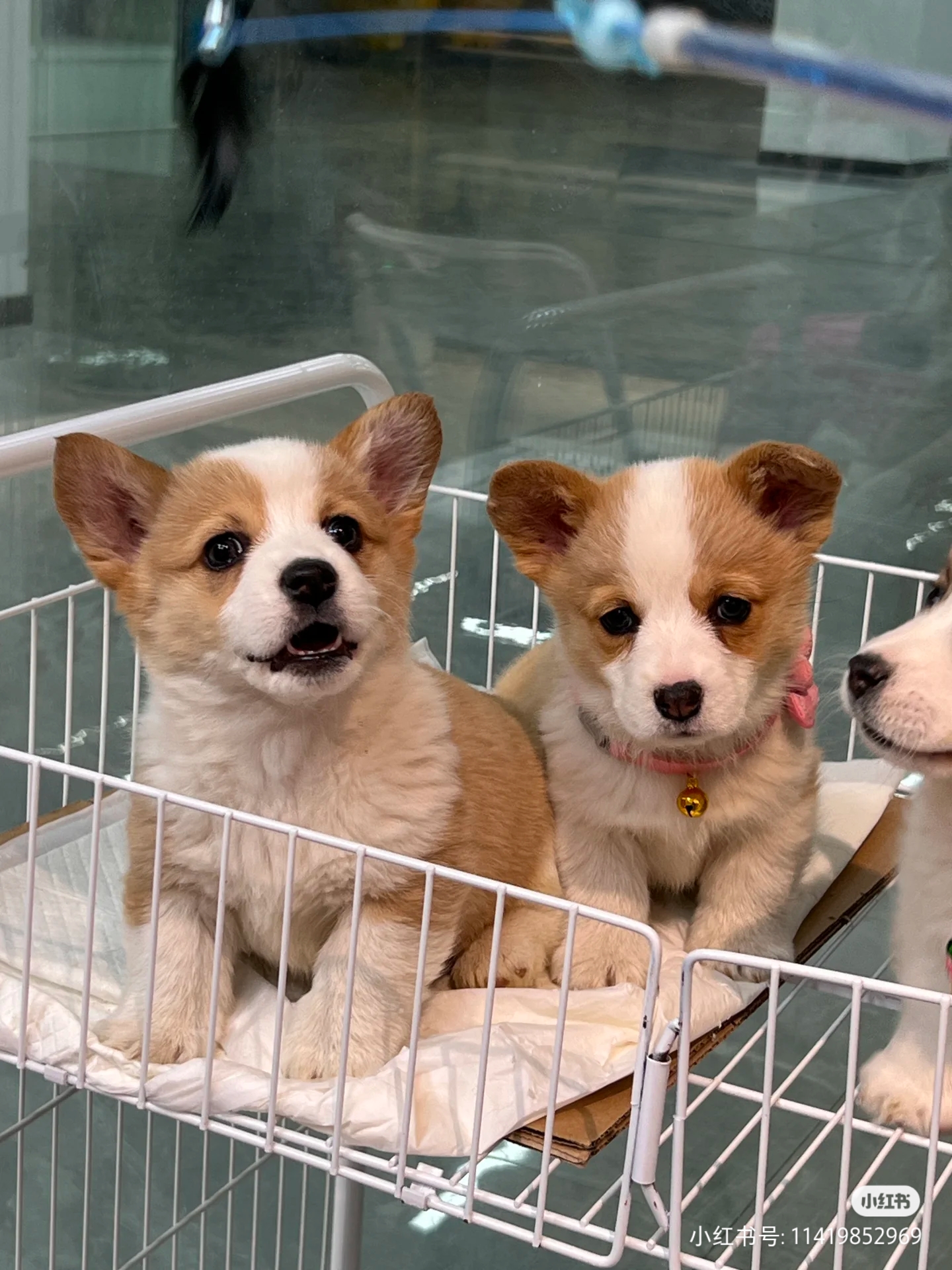 柯基幼犬